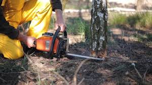 Best Tree Risk Assessment  in Nashville, IN