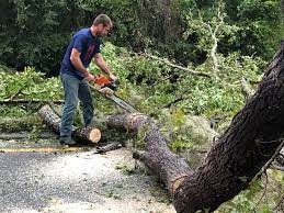 Why Choose Our Tree Removal Services in Nashville, IN?