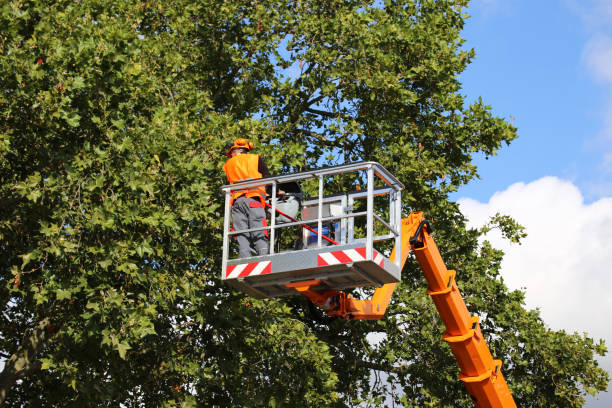  Nashville, IN Tree Services Pros