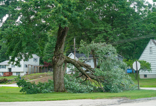 Best Emergency Tree Removal  in Nashville, IN