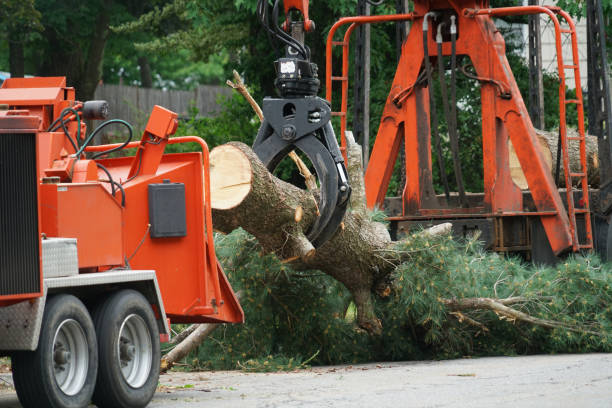 Best Tree Mulching  in Nashville, IN