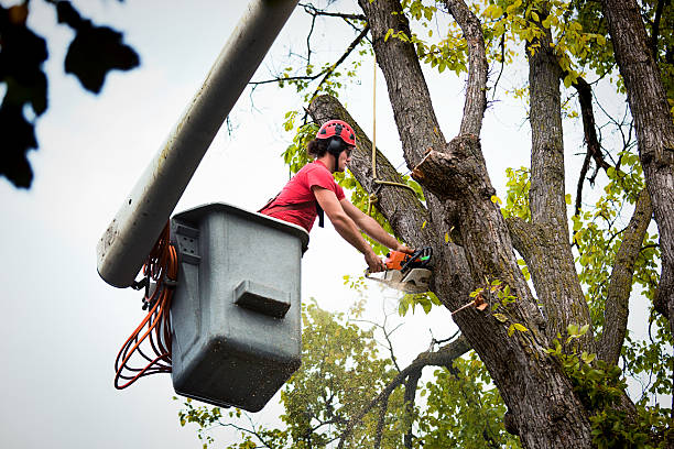 Nashville, IN  Tree Services Company