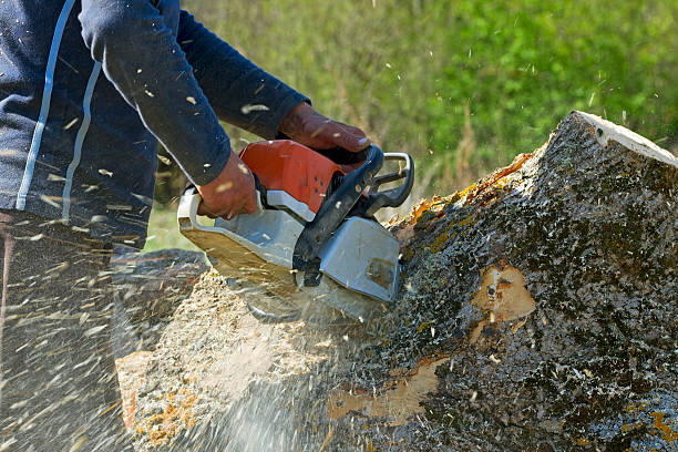 Best Tree Trimming and Pruning  in Nashville, IN