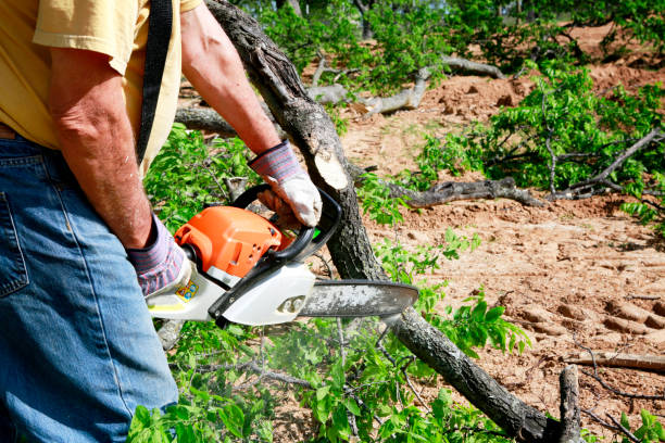 Best Arborist Consultation Services  in Nashville, IN